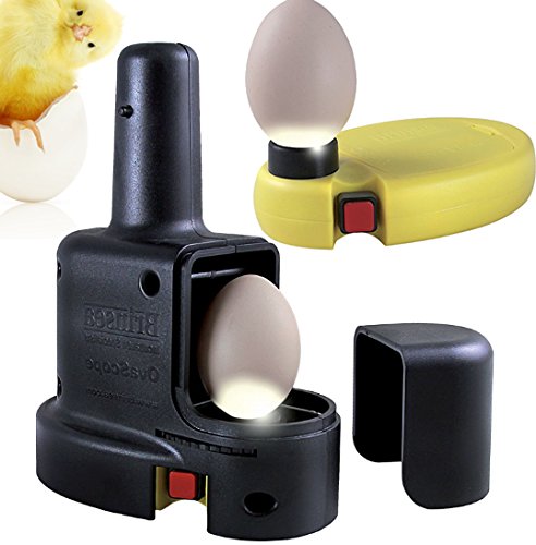 Best Egg Candler for the Money