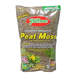 The Best Mulch For Blueberries