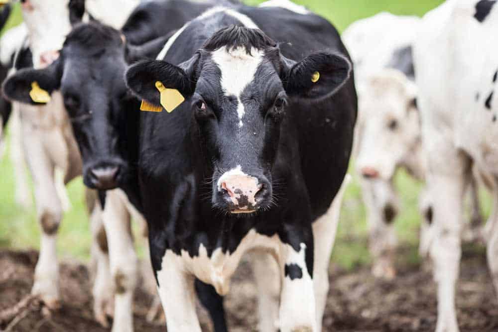 How to start a cattle farm for organic beef