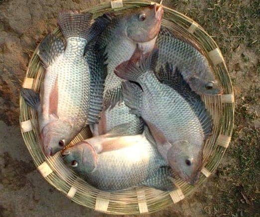 Catching or Harvesting Tilapia