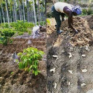 Soil Preparing procedure