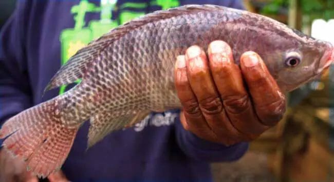 Tilapia Fish Farming