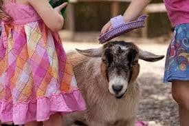 Understanding the goat's behavior