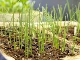 How to Grow Better Seedlings:
