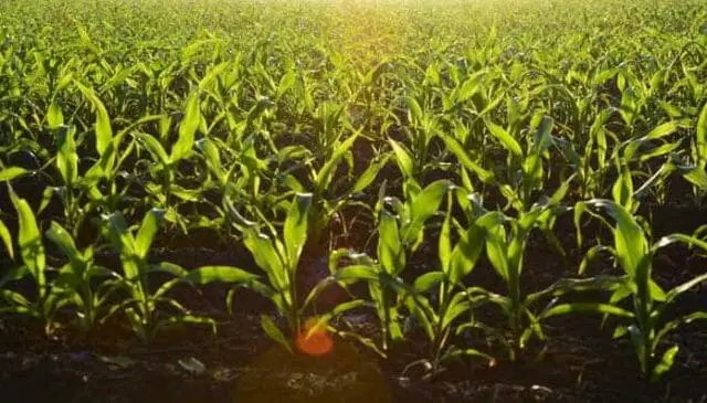 grow baby corn
