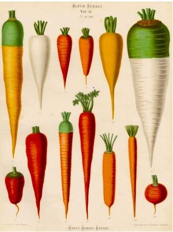 Carrots Root Variations