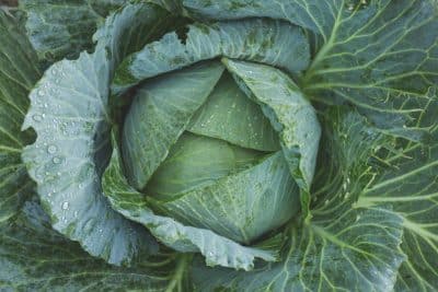 how to start cabbage farming