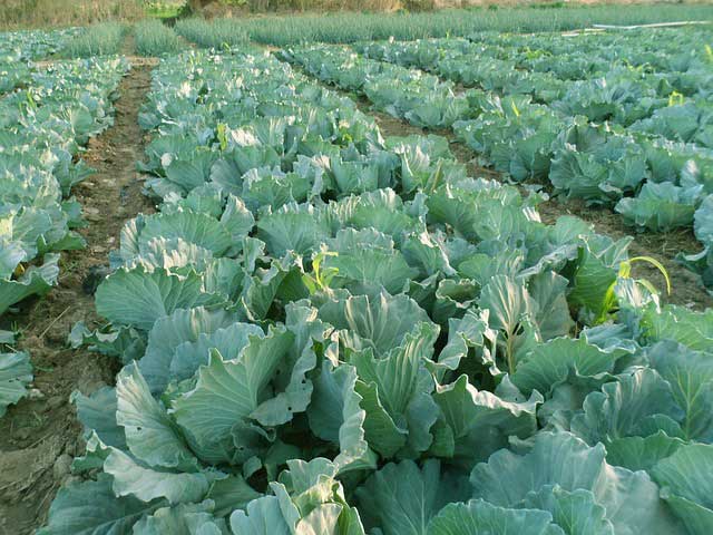 cabbage growing guide