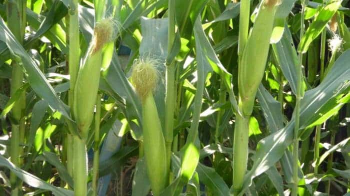 grow-baby-corn-care-tips