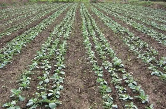 cabbage planting