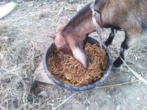 Goat farm Feeding Process