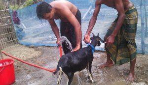 Black Bengal Goat Care