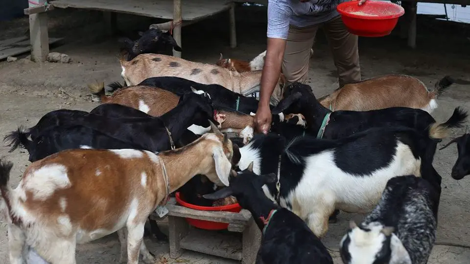 Start black bengal goat farming