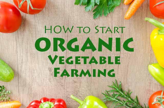 How To Start Organic Vegetable Farming
