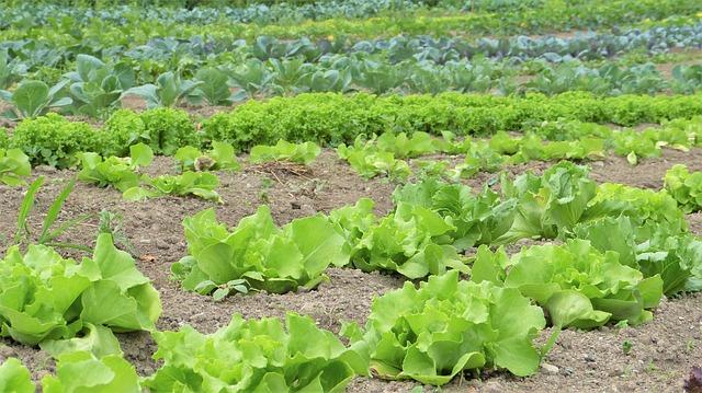 Organic Vegetable Planting Method