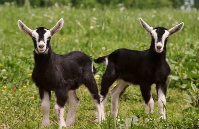 Start Black Bengal Goat Farming | Best Process