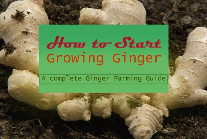 Grow Ginger for Profit Step by Step Guide