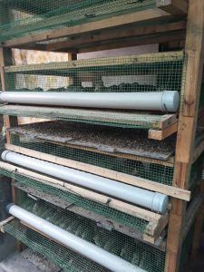 Cages for Layer Quail raising