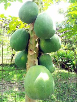 Grow Papaya Tree From Seeds