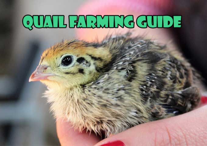 How To Start Quail Farming Complete Beginners Guide Farming Method