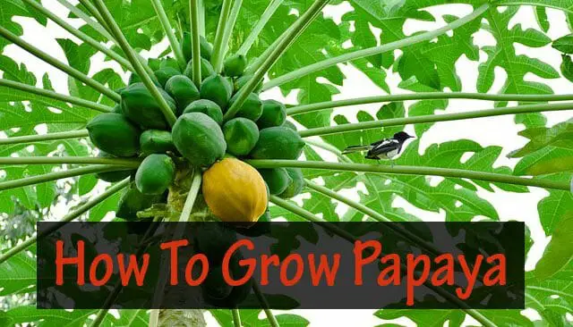 Papaya Farming