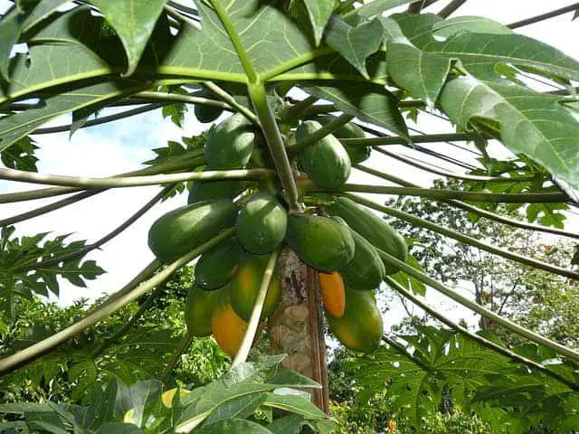  How to Care Papaya Tree