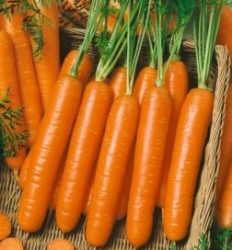 Amsterdam Carrots