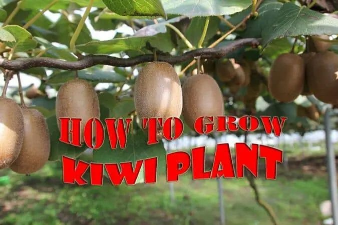 Kiwi Farming