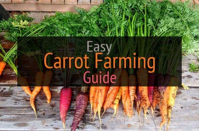 carrot farming beginners guide