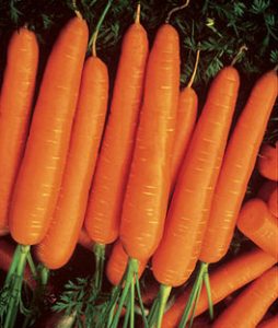 nantes carrot varieties