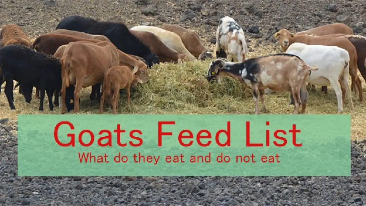 Goat Food Chart