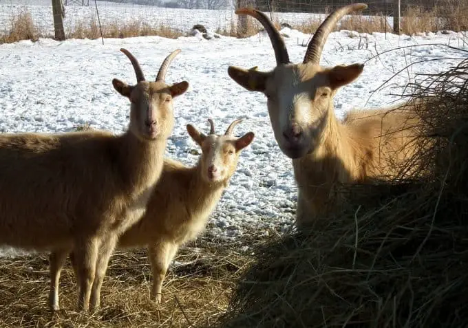 goats care in the winter
