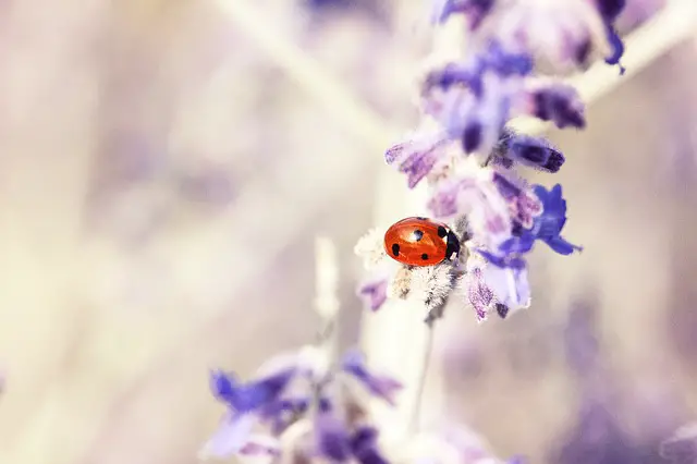 lavender bug