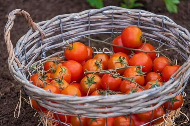 Tomato harvesting Tips