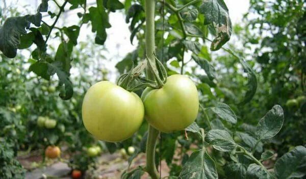best tomato growing tips for good outcome