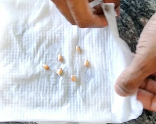 covering Lemon Seeds using towel