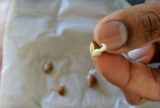 germinated seeds