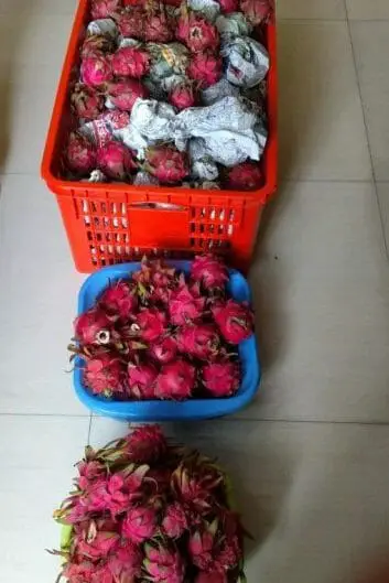 harvesting dragon fruits