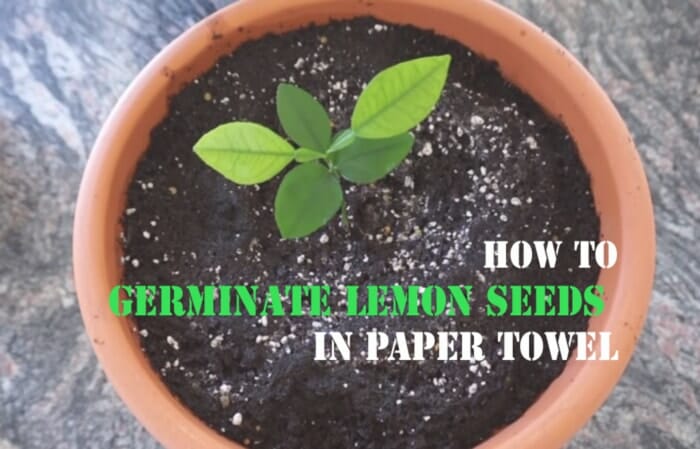 how to germinate lemon seeds using a paper towel