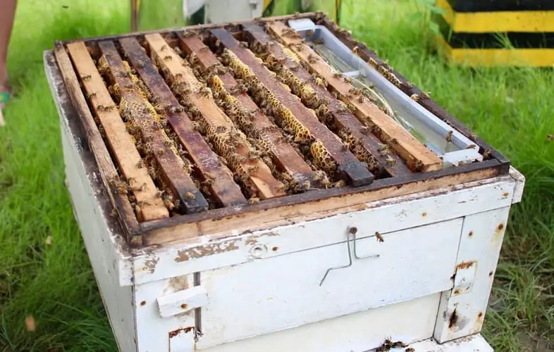 How to Move a Bee Nest