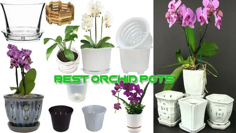 Best Orchid Pots Review