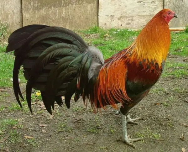 Brown-red game fowl