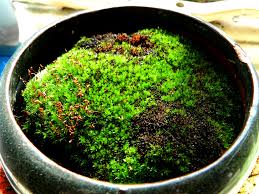 how to grow moss indoor