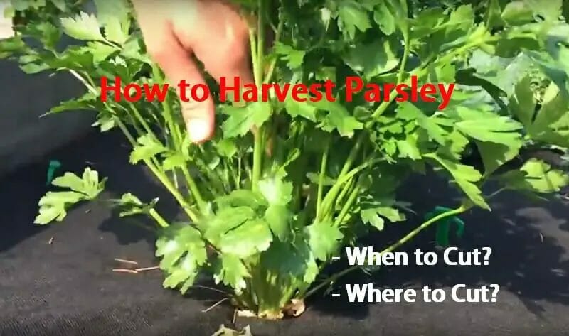 How to Harvest Parsley