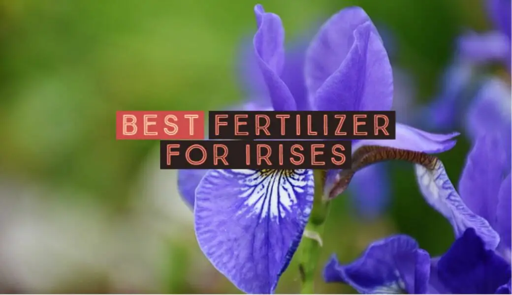 Best Fertilizer For Irises