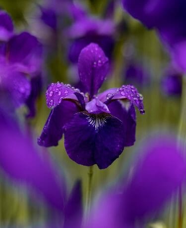 Best Fertilizer for Growing and Blooming Iris