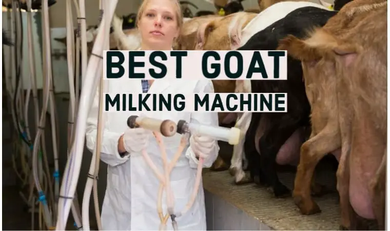 Best Goat Milking Machines