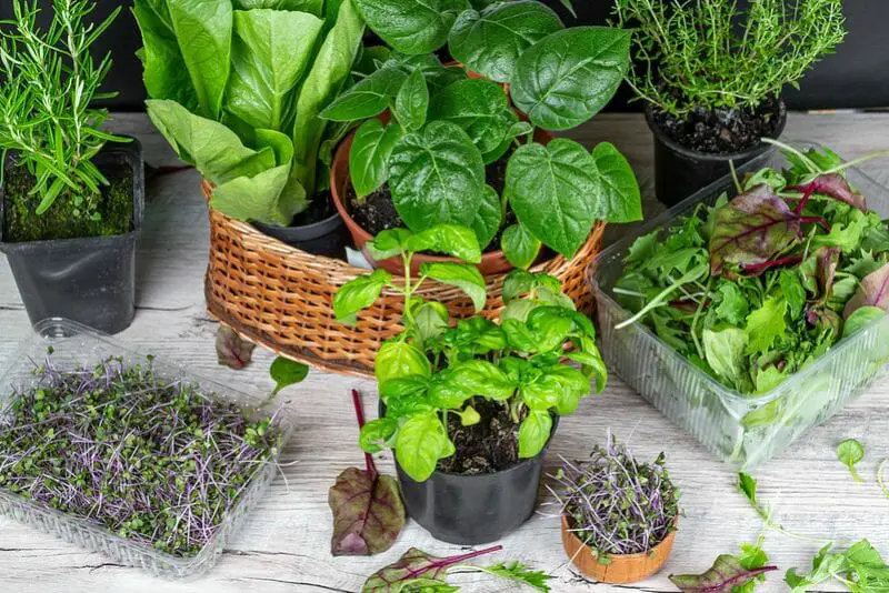 Care Tips for Potted Herbs