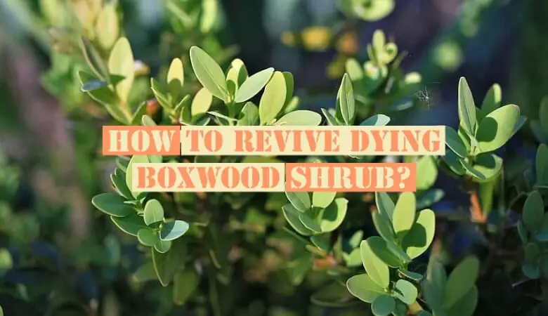 How to Revive Dying Boxwood Shrubs?