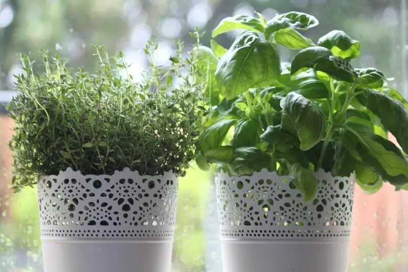 Tips for Growing Herbs in Containers
